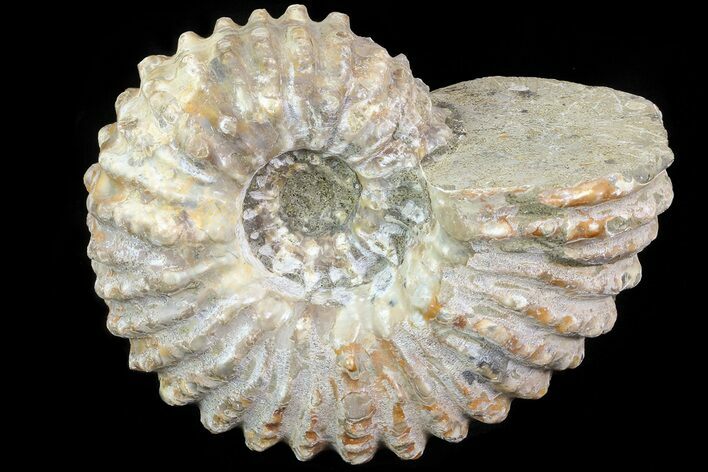 Bumpy Douvilleiceras Ammonite - Madagascar #79109